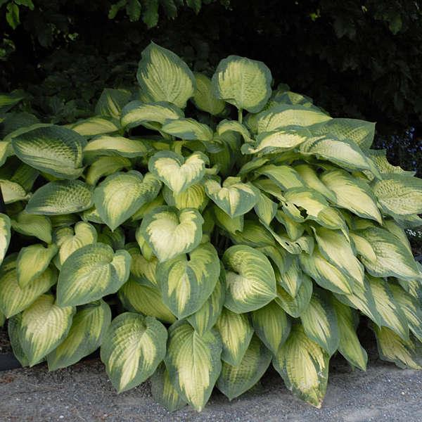 Hosta Sieboldiana X Paul S Glory - View 7 from www redcrocus com