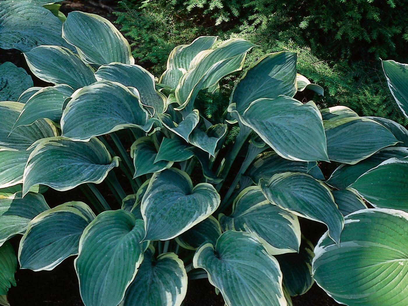 Hosta X Regal Splendor - View 10 from www redcrocus com