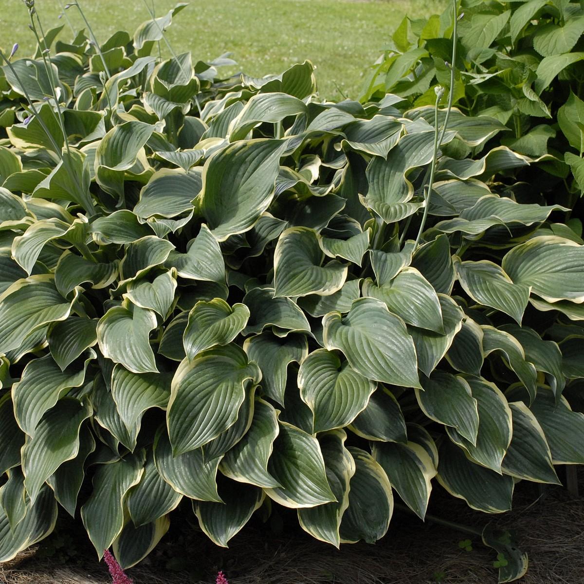 Hosta X Regal Splendor - View 11 from www redcrocus com