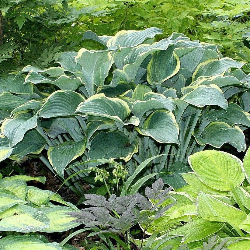 Hosta X Regal Splendor - View 12 from www redcrocus com