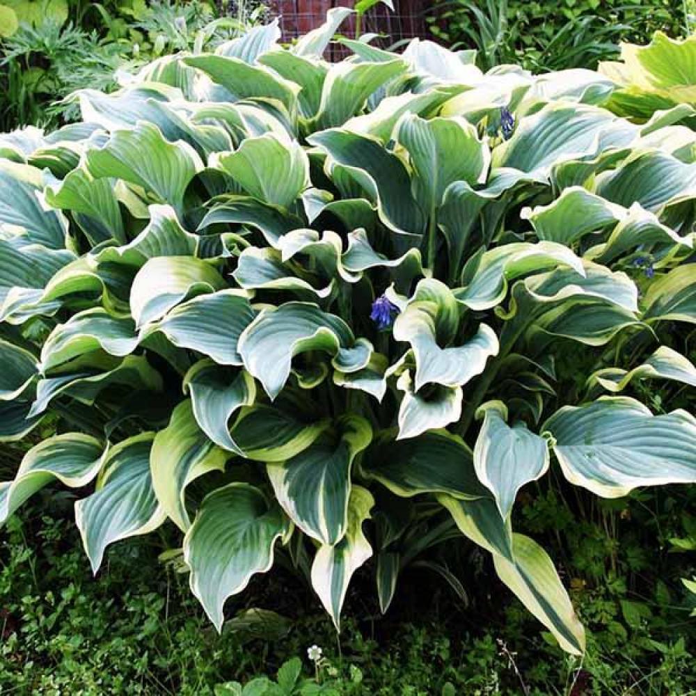 Hosta X Regal Splendor - View 13 from www redcrocus com