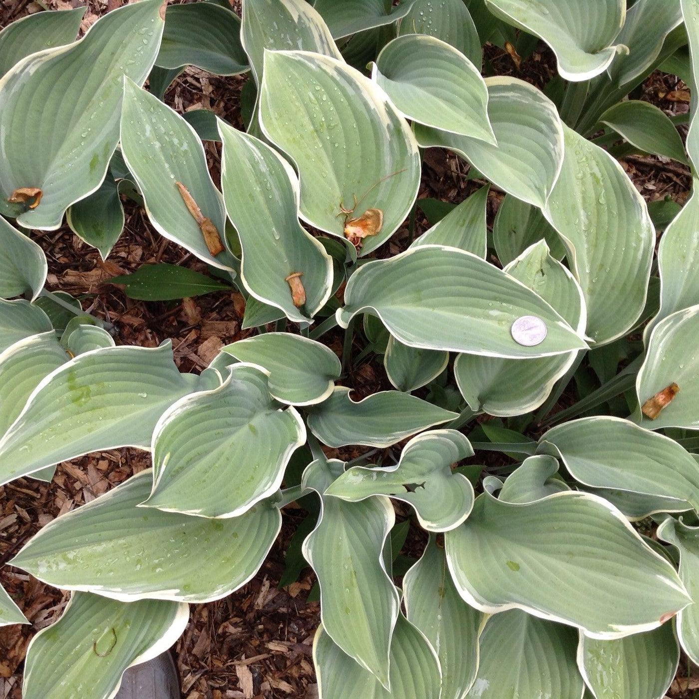 Hosta X Regal Splendor - View 15 from www redcrocus com