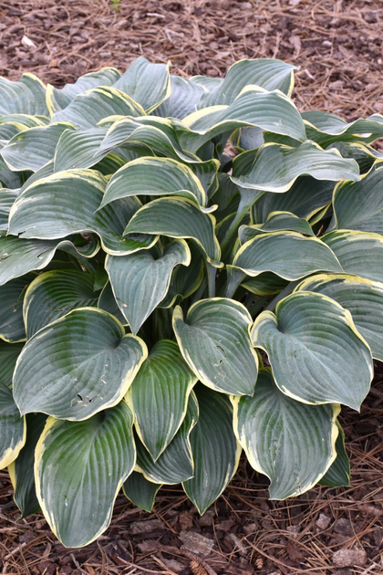 Hosta X Regal Splendor - View 16 from www redcrocus com