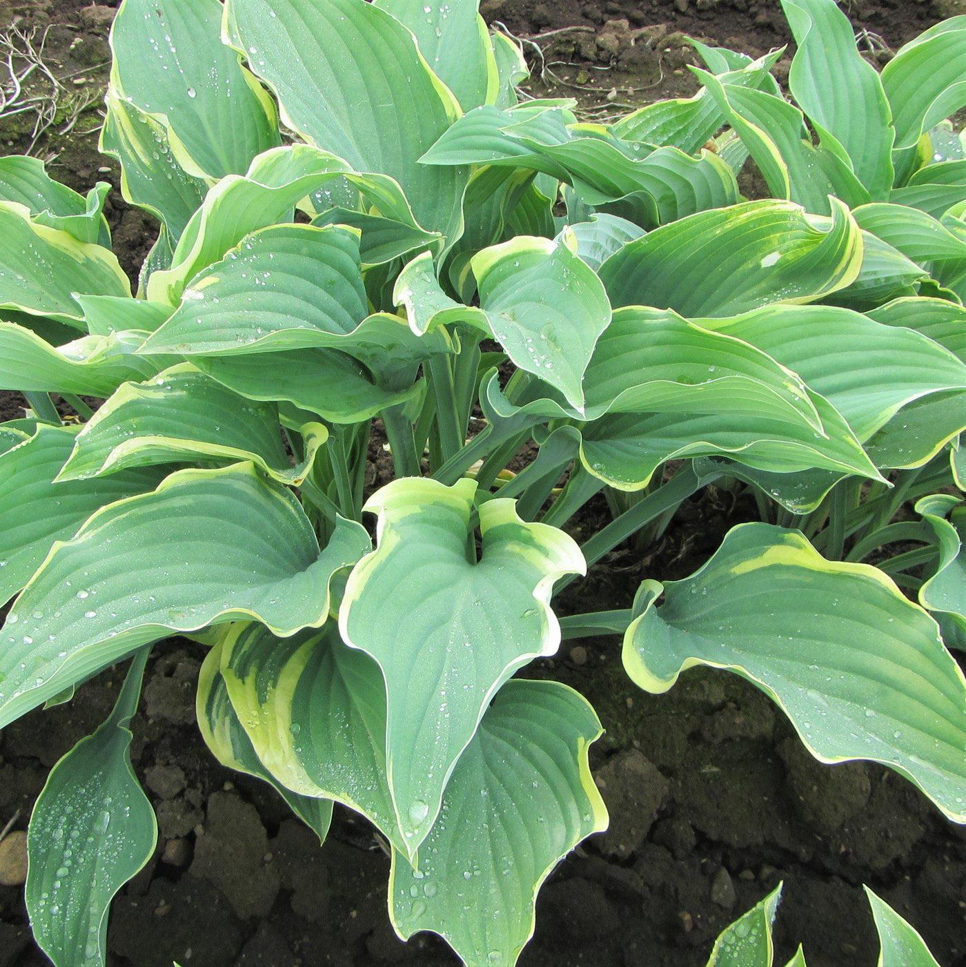 Hosta X Regal Splendor - View 17 from www redcrocus com