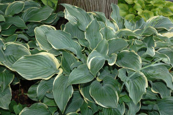 Hosta X Regal Splendor - View 18 from www redcrocus com