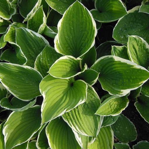 Hosta X Regal Splendor - View 19 from www redcrocus com