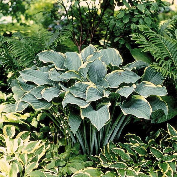 Hosta X Regal Splendor - View 2 from www redcrocus com