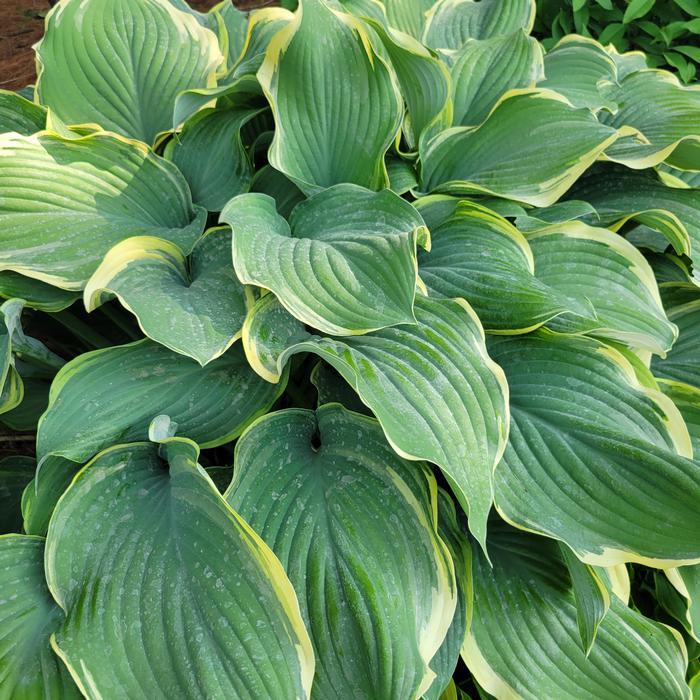 Hosta X Regal Splendor - View 3 from www redcrocus com