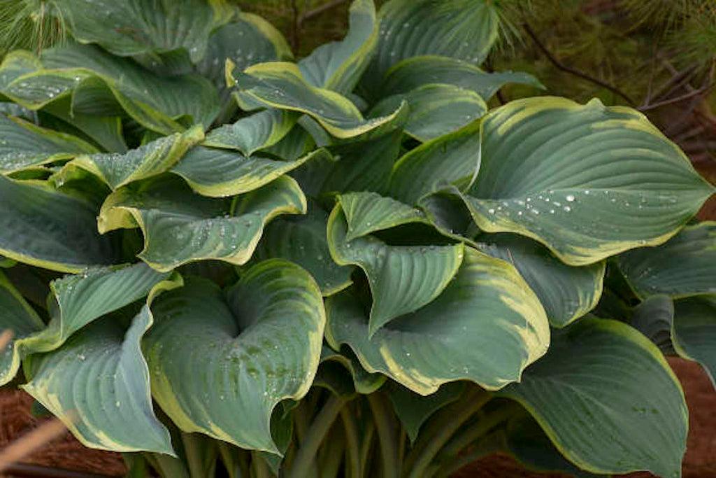 Hosta X Regal Splendor - View 4 from www redcrocus com