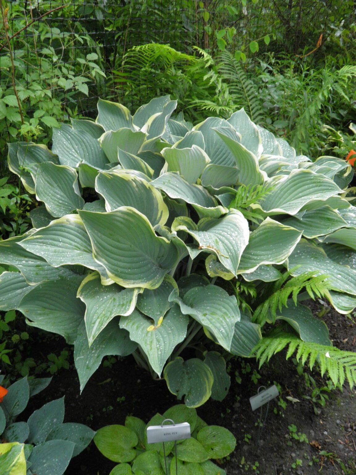 Hosta X Regal Splendor - View 6 from www redcrocus com