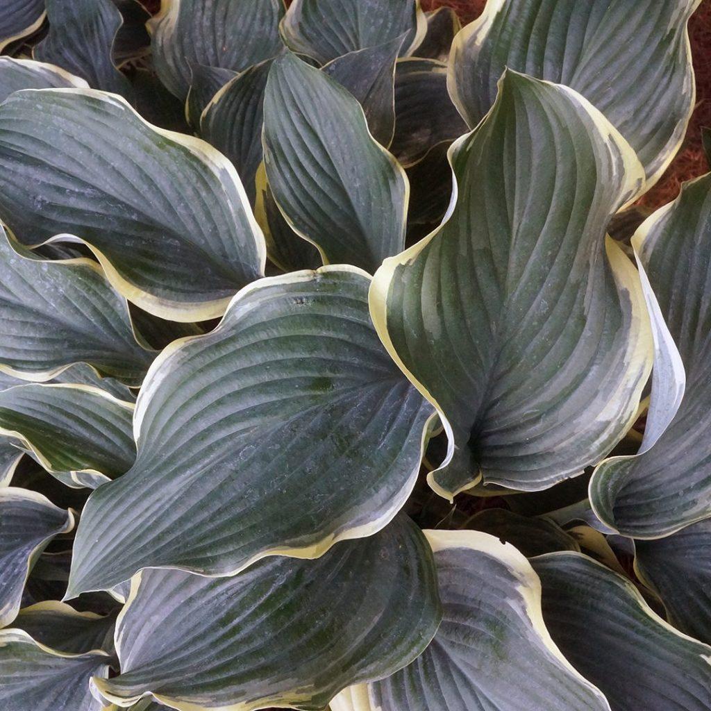 Hosta X Regal Splendor - View 8 from www redcrocus com