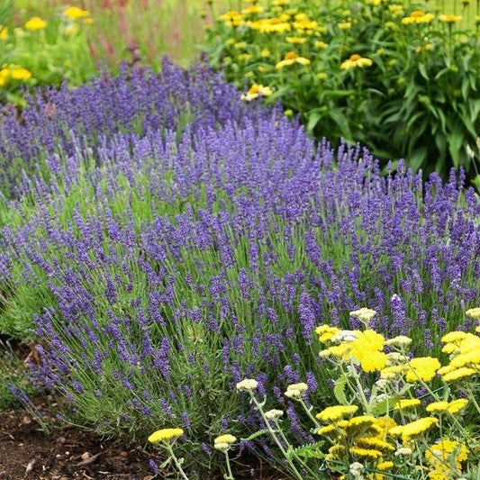 Lavandula Angustifolia Hidcote - View 10 from www redcrocus com
