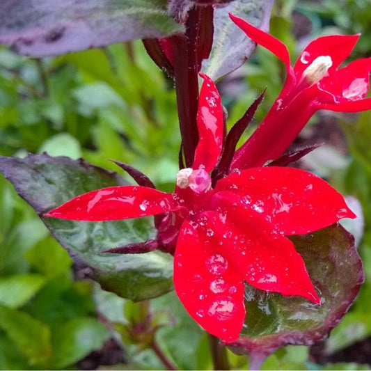 Lobelia X Speciosa Fan Scarlet - View 10 from www redcrocus com