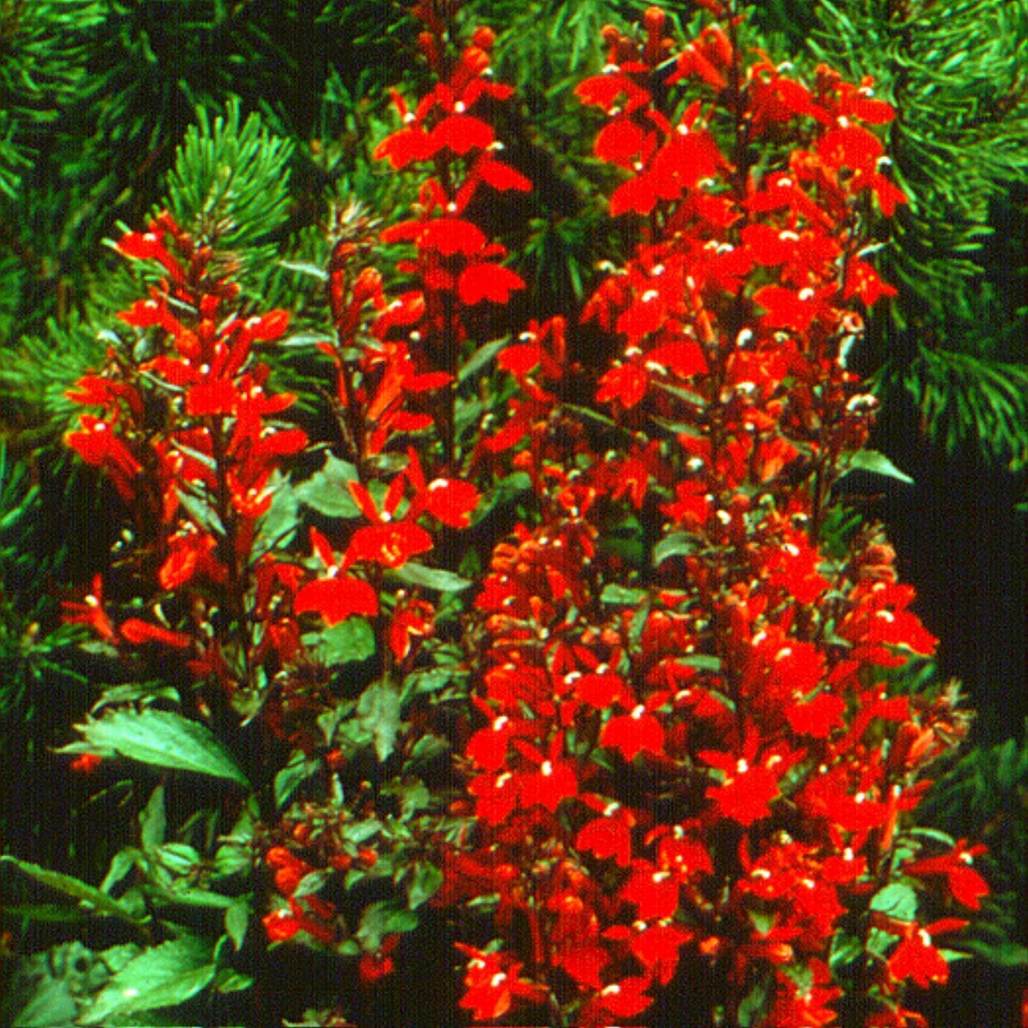 Lobelia X Speciosa Fan Scarlet - View 13 from www redcrocus com
