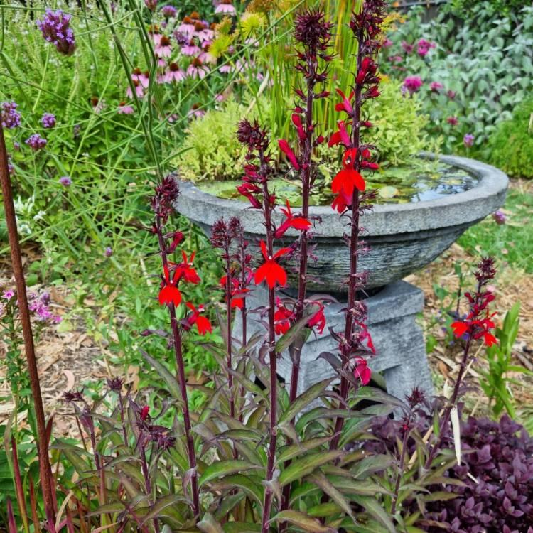 Lobelia X Speciosa Fan Scarlet - View 18 from www redcrocus com