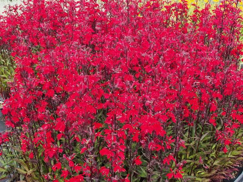 Lobelia X Speciosa Fan Scarlet - View 6 from www redcrocus com