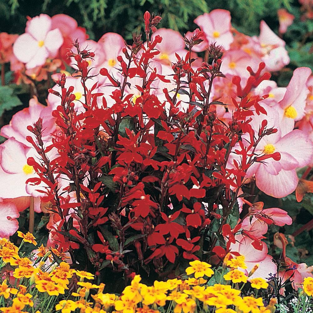 Lobelia X Speciosa Fan Scarlet - View 7 from www redcrocus com