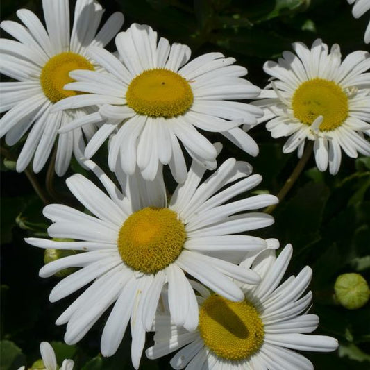 Nipponanthemum Nipponicum - View 10 from www redcrocus com