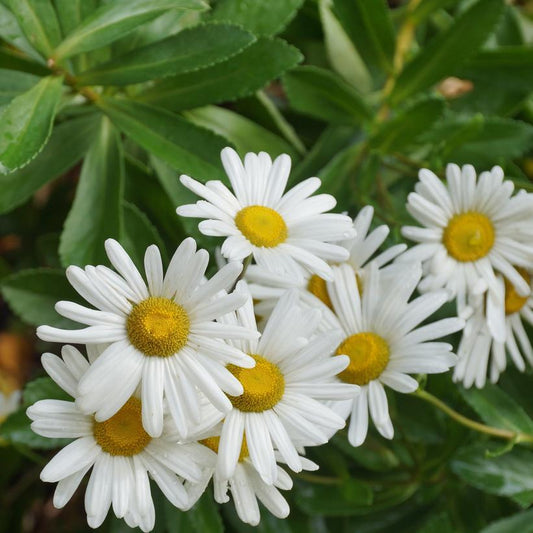 Nipponanthemum Nipponicum - View 1 from www redcrocus com