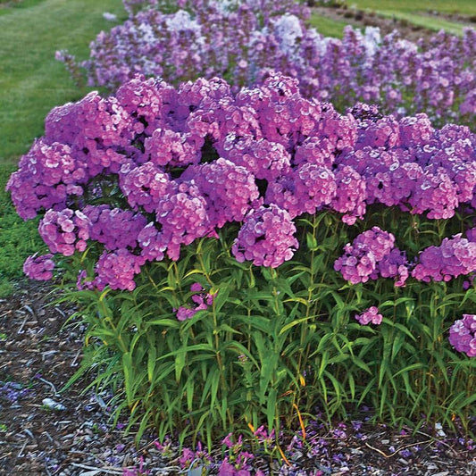 Phlox Paniculata Fashionably Early Flamingo - View 1 from www redcrocus com