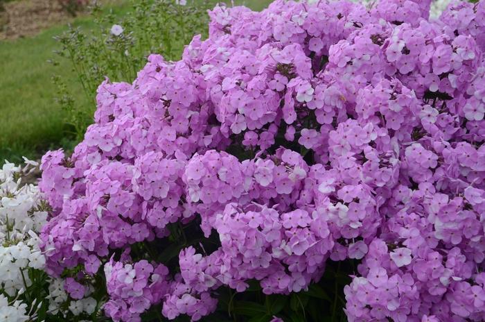 Phlox Paniculata Fashionably Early Princess - View 10 from www redcrocus com