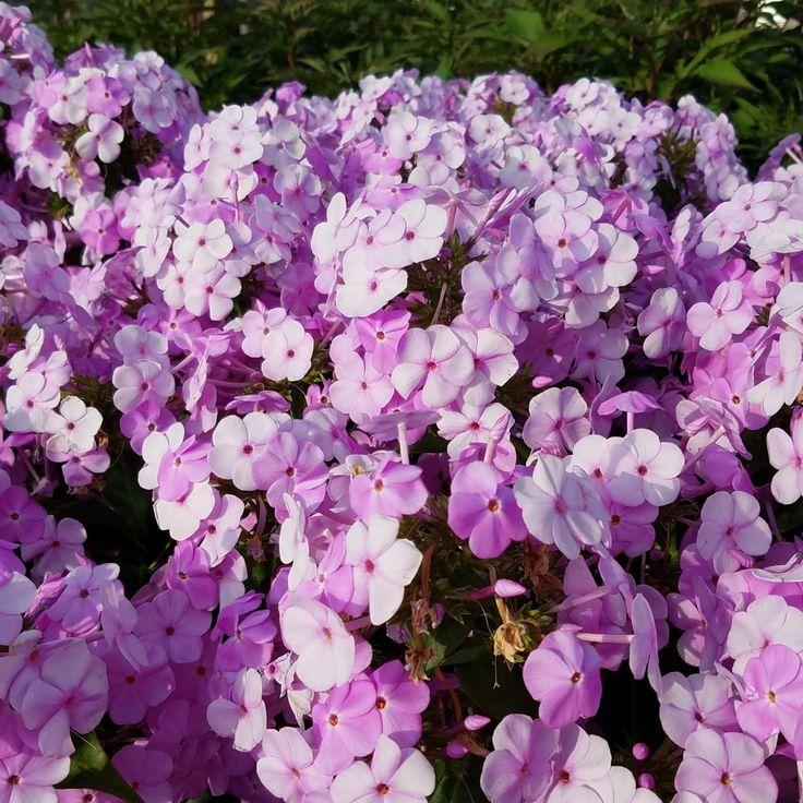 Phlox Paniculata Fashionably Early Princess - View 11 from www redcrocus com