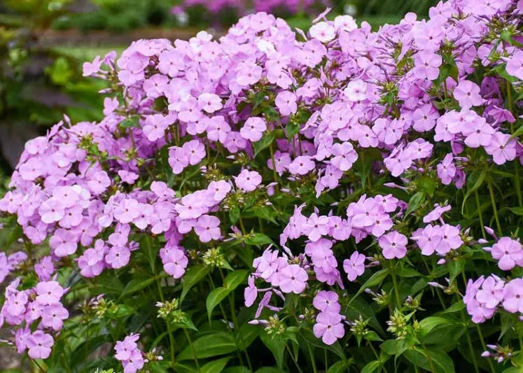 Phlox Paniculata Fashionably Early Princess - View 12 from www redcrocus com