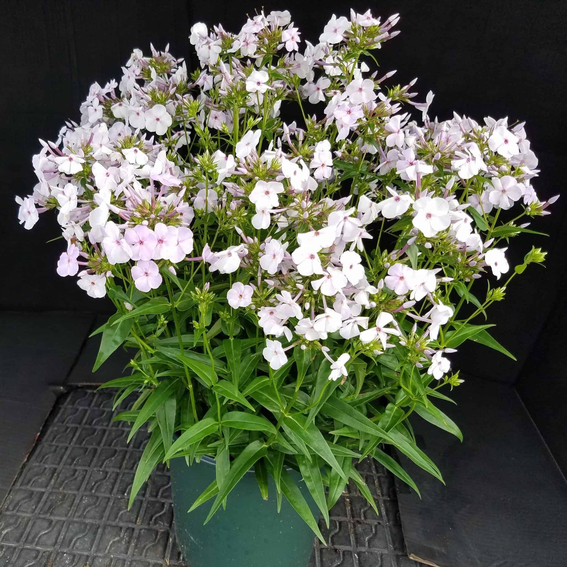 Phlox Paniculata Fashionably Early Princess - View 13 from www redcrocus com
