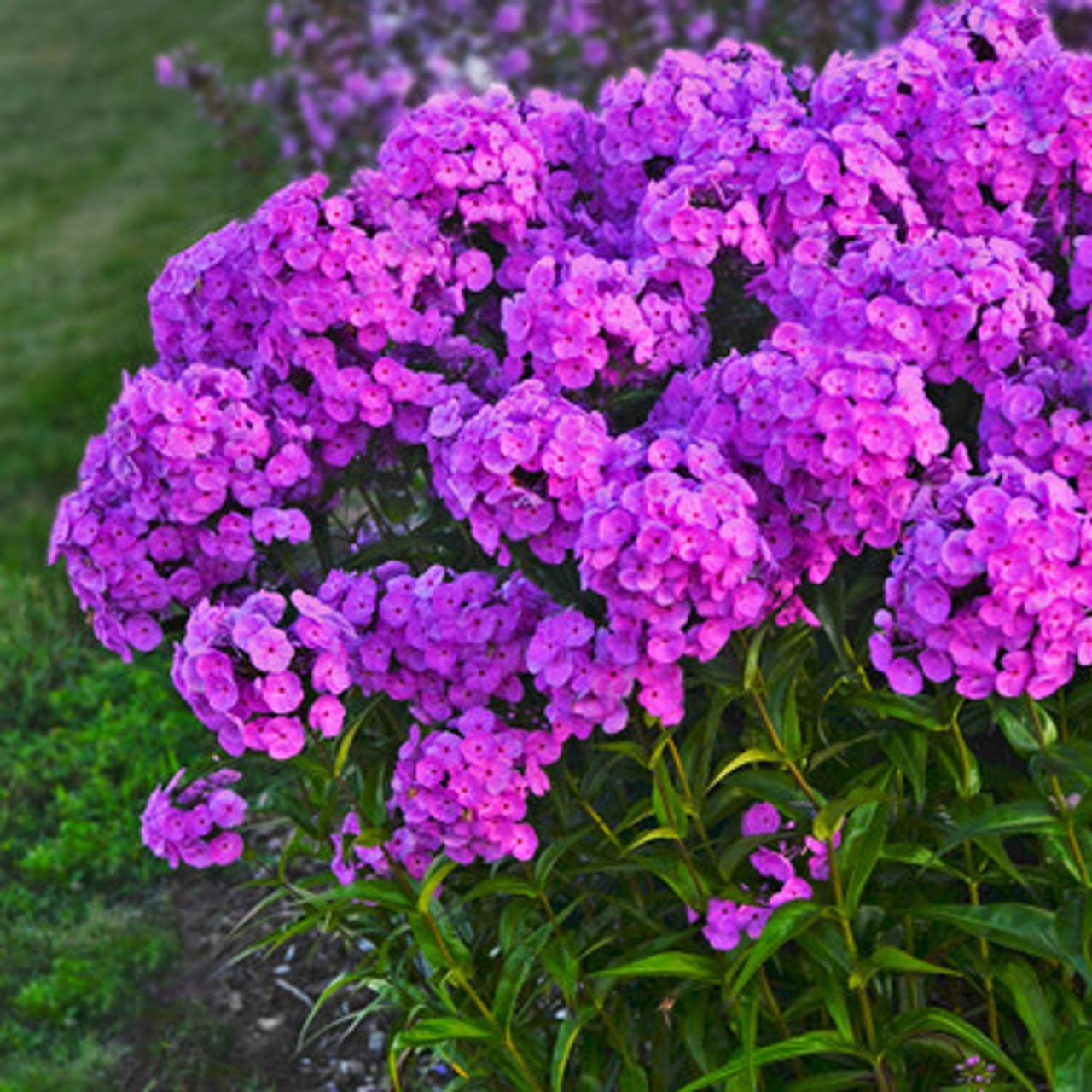 Phlox Paniculata Fashionably Early Princess - View 14 from www redcrocus com