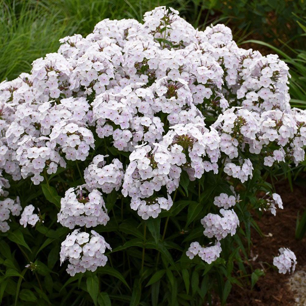 Phlox Paniculata Fashionably Early Princess - View 15 from www redcrocus com