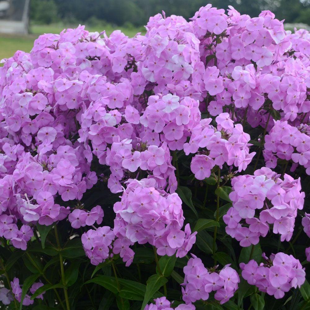 Phlox Paniculata Fashionably Early Princess - View 1 from www redcrocus com