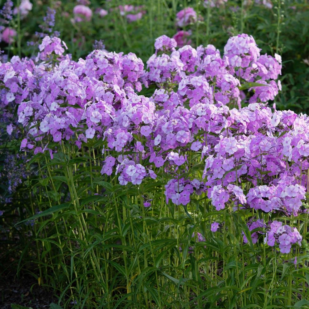 Phlox Paniculata Fashionably Early Princess - View 2 from www redcrocus com