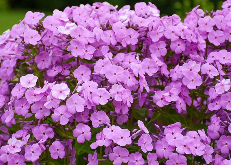 Phlox Paniculata Fashionably Early Princess - View 3 from www redcrocus com