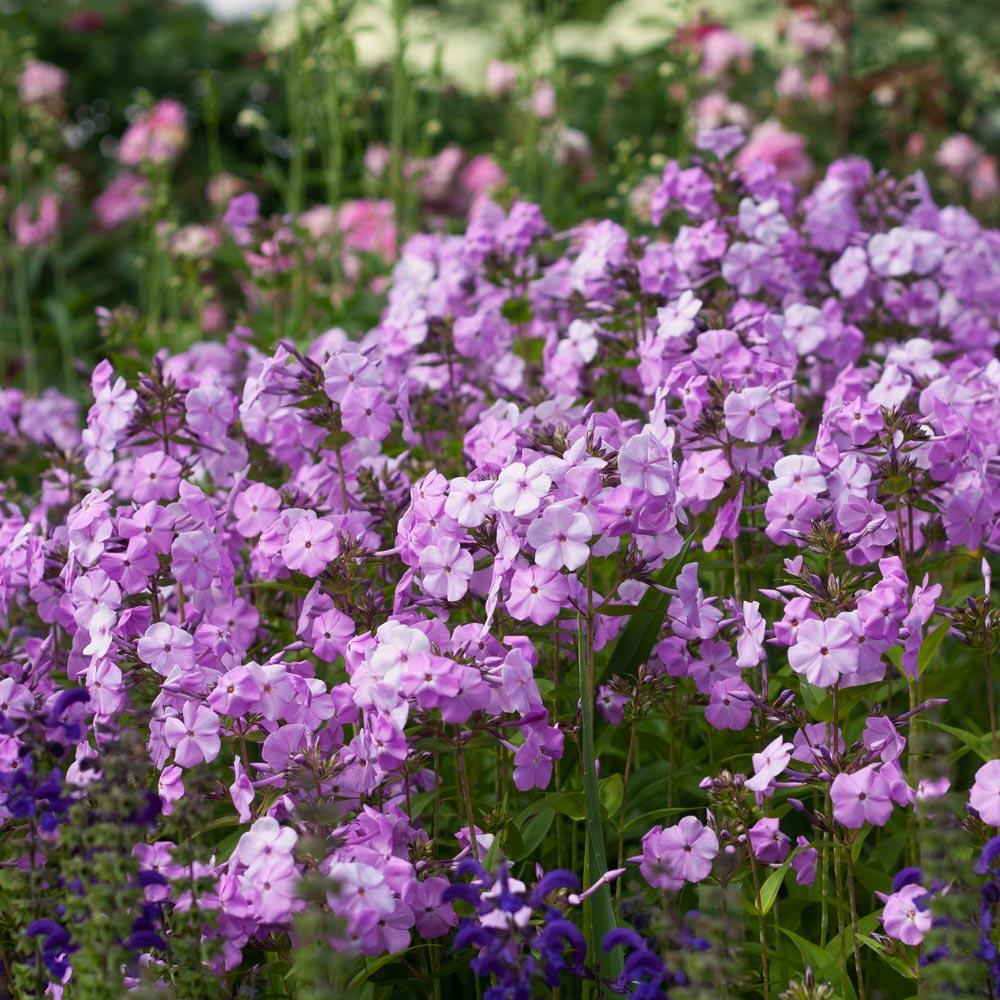 Phlox Paniculata Fashionably Early Princess - View 4 from www redcrocus com