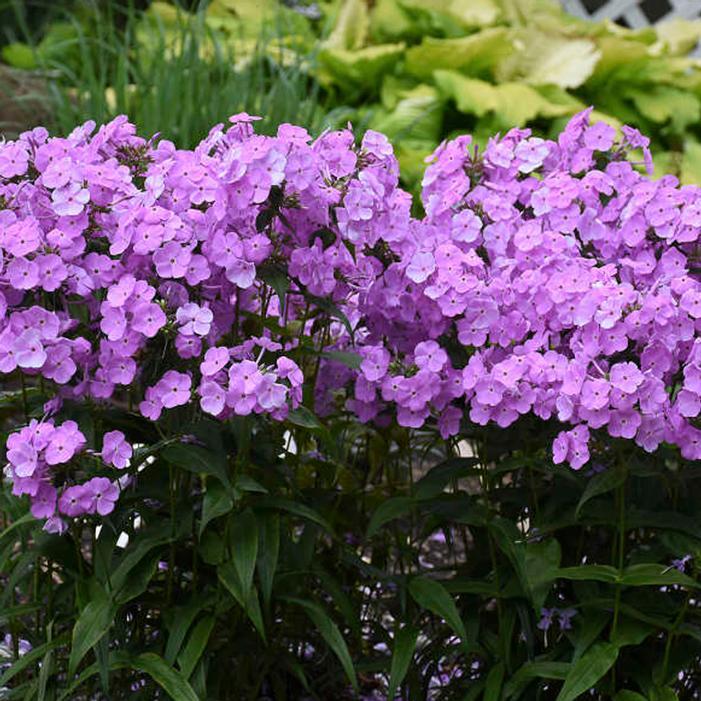 Phlox Paniculata Fashionably Early Princess - View 6 from www redcrocus com