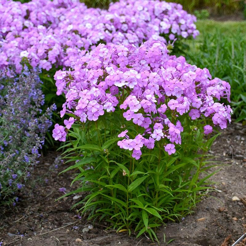 Phlox Paniculata Fashionably Early Princess - View 7 from www redcrocus com