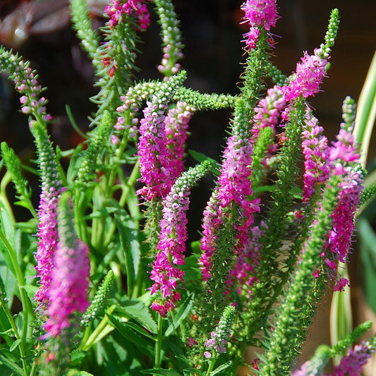 Veronica Spicata Red Fox - View 10 from www redcrocus com