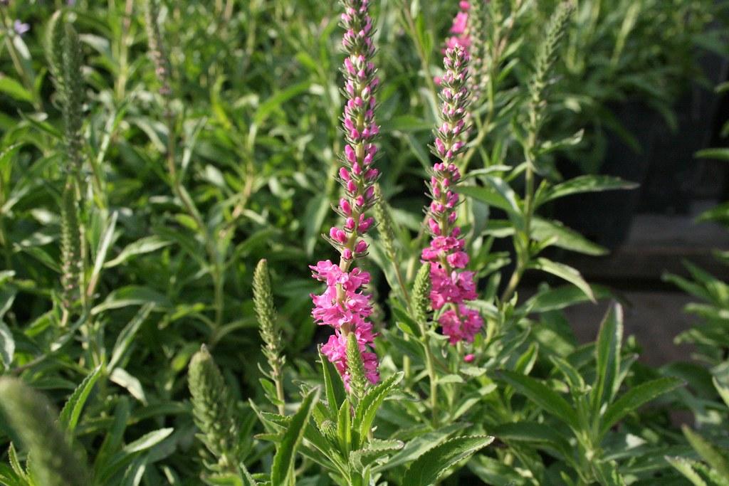 Veronica Spicata Red Fox - View 14 from www redcrocus com