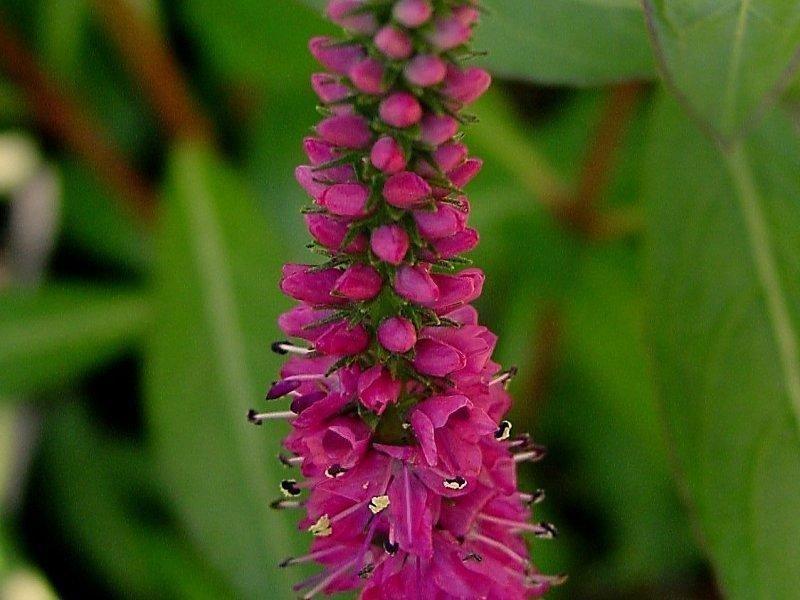 Veronica Spicata Red Fox - View 15 from www redcrocus com