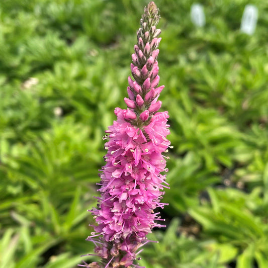 Veronica Spicata Red Fox - View 1 from www redcrocus com