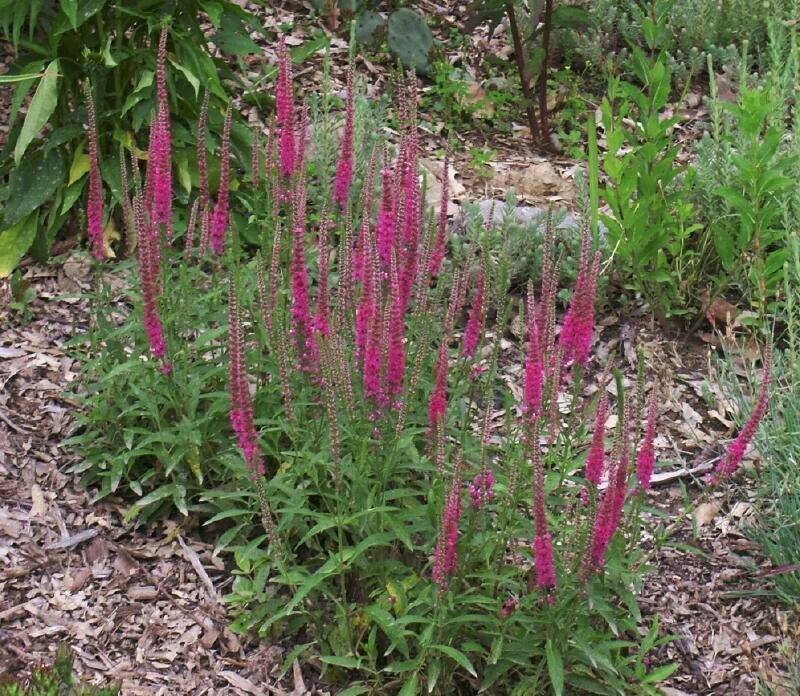 Veronica Spicata Red Fox - View 2 from www redcrocus com