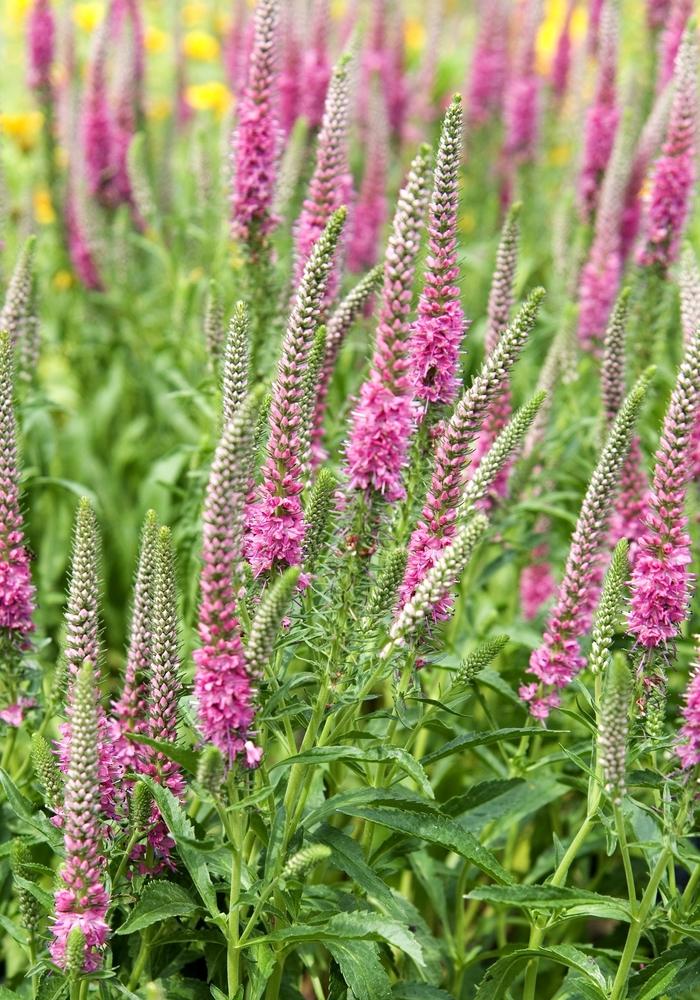 Veronica Spicata Red Fox - View 3 from www redcrocus com