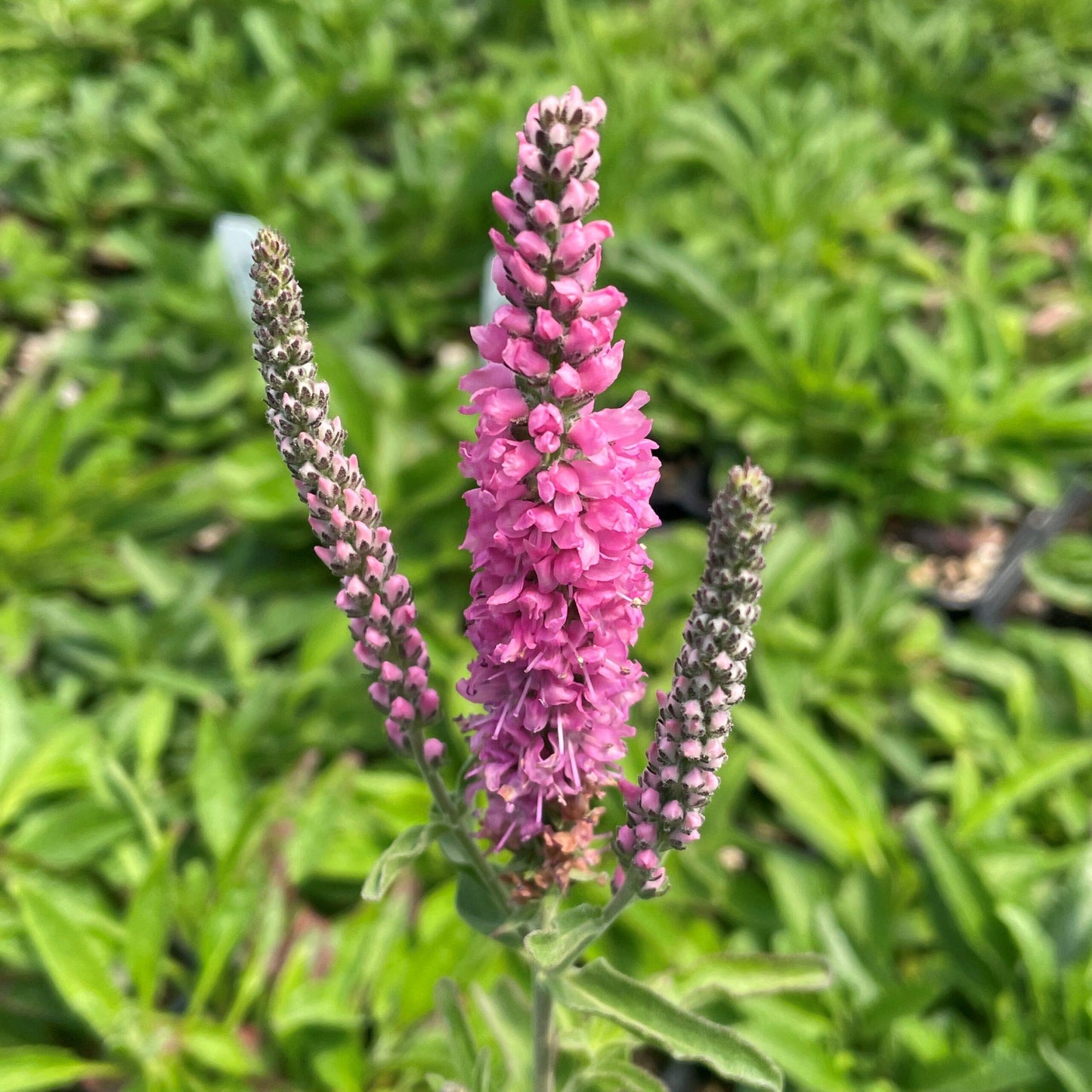 Veronica Spicata Red Fox - View 4 from www redcrocus com