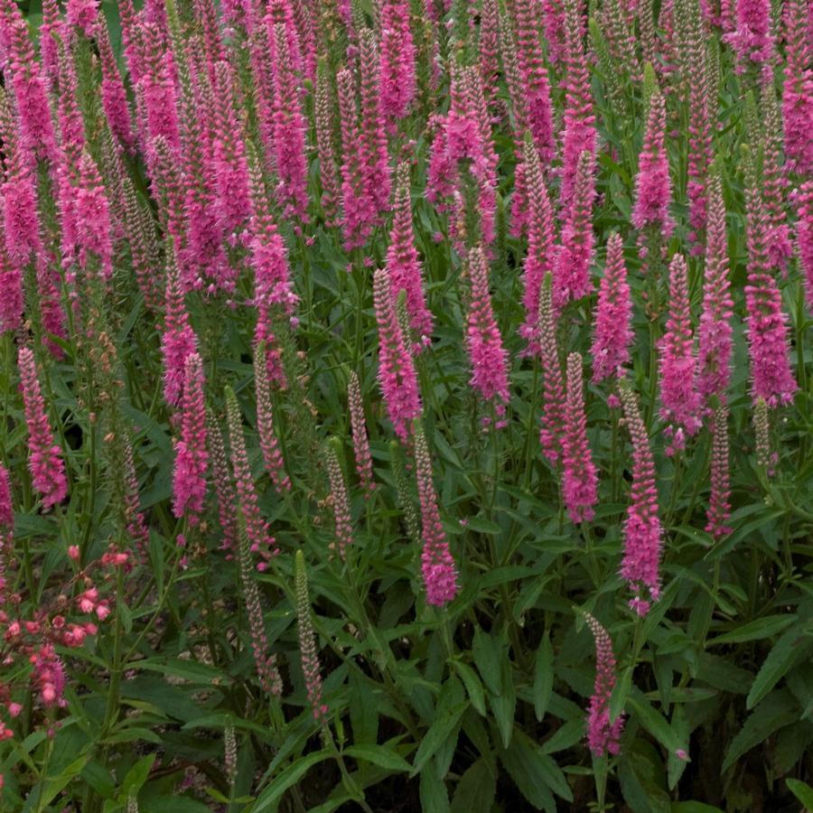 Veronica Spicata Red Fox - View 5 from www redcrocus com