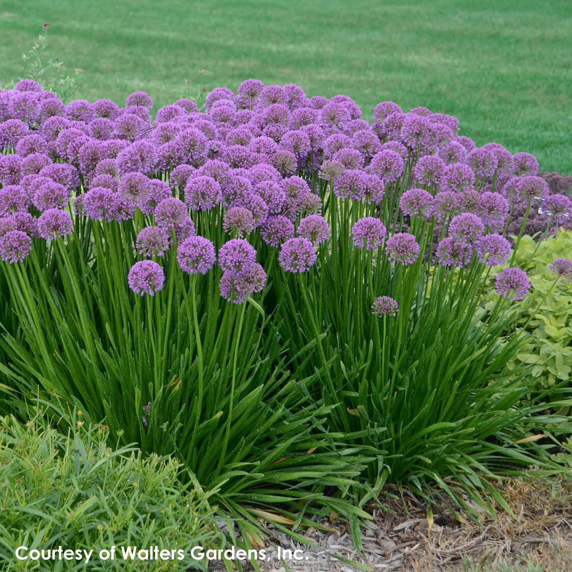 Allium Millenium - View 10 from www redcrocus com