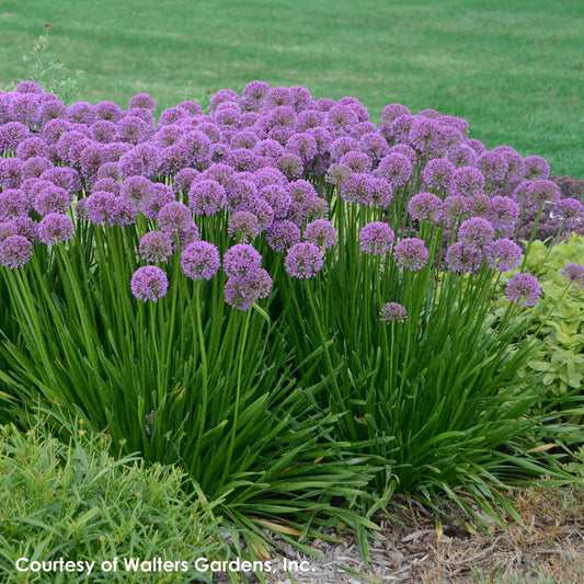 Allium Millenium - View 10 from www redcrocus com