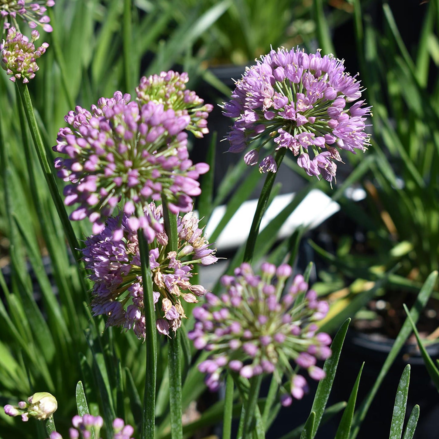 Allium Millenium - View 11 from www redcrocus com