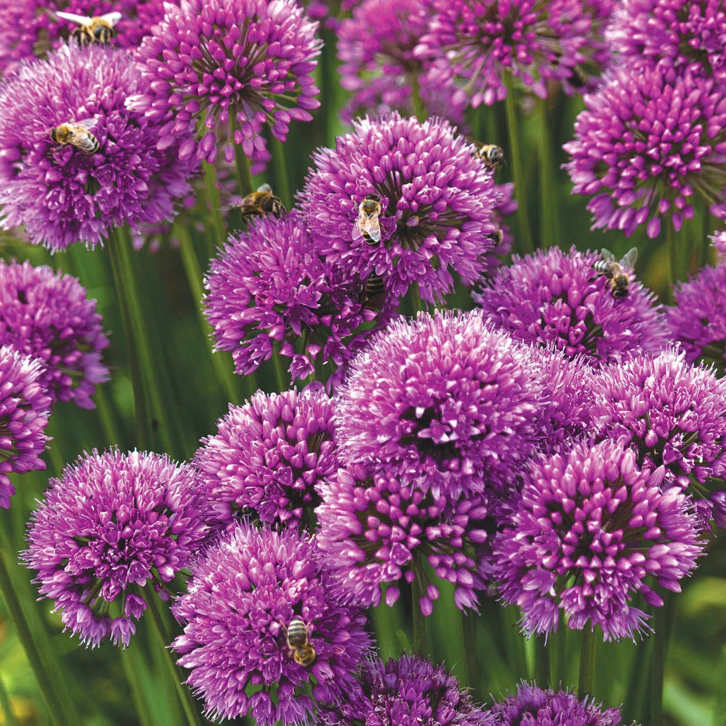 Allium Millenium - View 13 from www redcrocus com