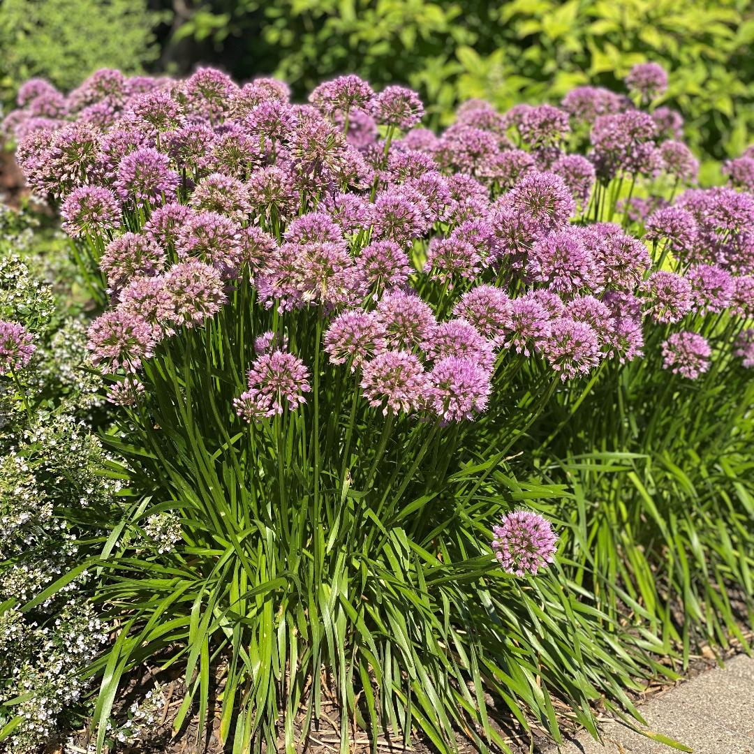 Allium Millenium - View 14 from www redcrocus com
