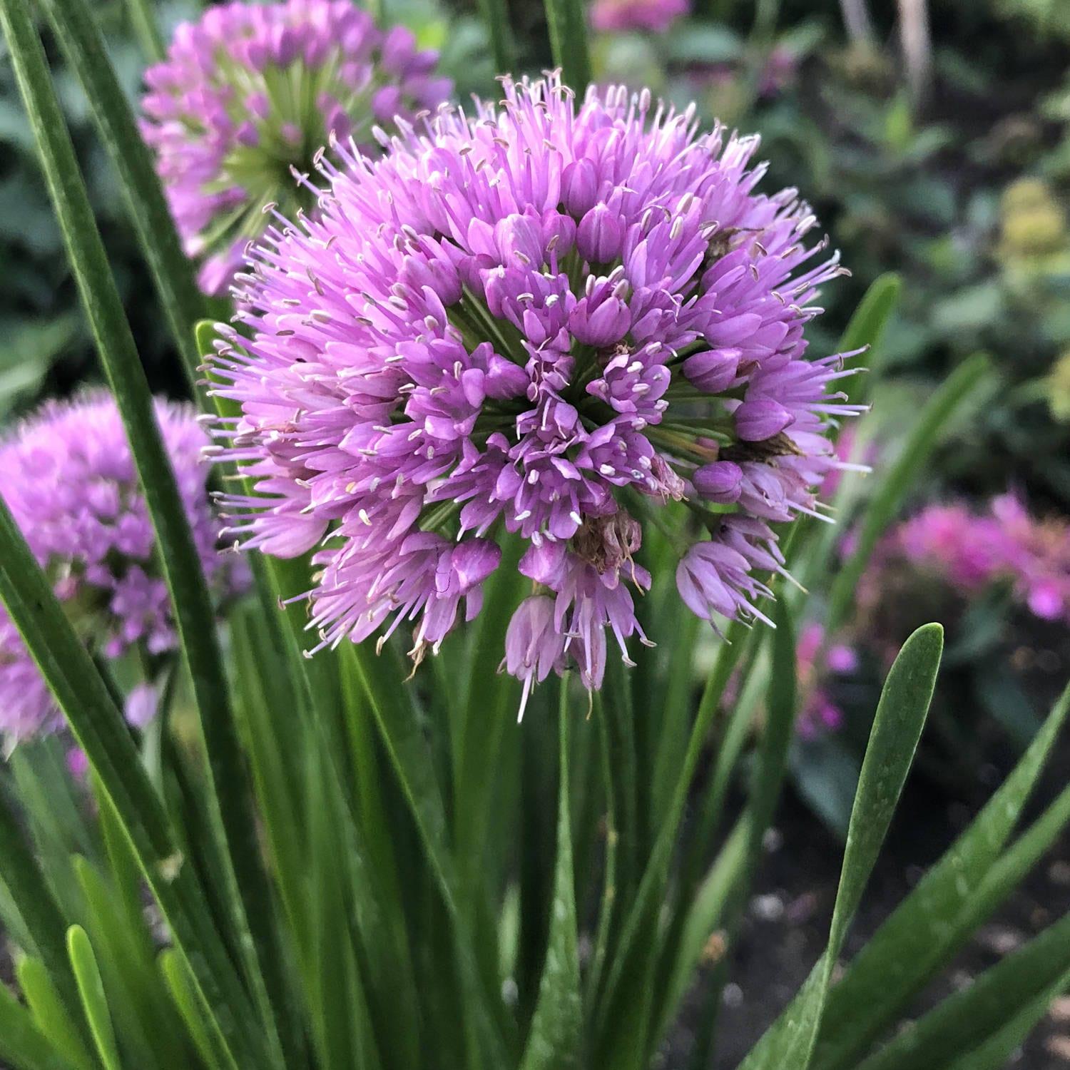 Allium Millenium - View 15 from www redcrocus com